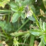 Viola arvensis ഇല