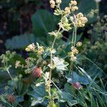 Alchemilla flabellata Лист