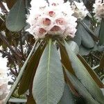 Rhododendron arizelum Flower