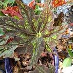 Begonia heracleifolia 叶