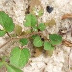 Sida cordata Frunză