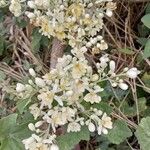 Moringa oleifera Flower