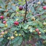 Sorbus microphylla