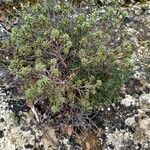 Thymelaea tinctoria Alkat (teljes növény)