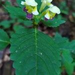 Galeopsis speciosaFlower