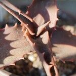 Aloe bussei Leaf