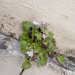 Cymbalaria muralis Habit