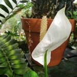 Spathiphyllum phryniifolium Kwiat