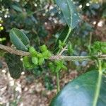 Melicope borbonica Gyümölcs