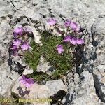 Erodium rodiei Облик