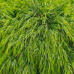 Acacia cognata Fuelha
