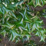 Ilex cornuta Folha