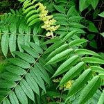 Rhus glabra ഇല