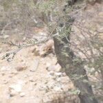 Vachellia hebeclada Кора