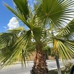 Washingtonia filifera Ліст