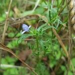 Gilia achilleifolia Hoja