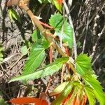 Begonia boliviensis 整株植物