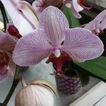 Vanda concolor Цвят