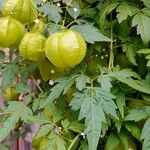 Cardiospermum halicacabum Fruit