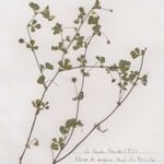 Medicago murex Hábito