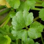 Ranunculus muricatus Levél