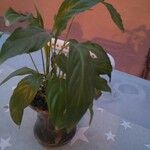 Spathiphyllum floribundum 葉