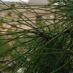 Pinus pinea Yaprak