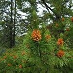 Pinus resinosa Квітка