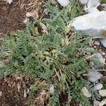 Oxytropis campestris Hábito