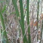 Phyllostachys sulphurea Bark