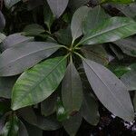 Rhizophora racemosa Лист