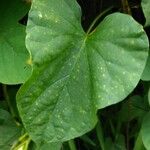 Ipomoea alba Blatt