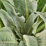 Verbascum speciosum Folha