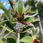 Melaleuca pancheri ഫലം