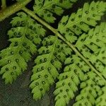 Dryopteris dilatata List