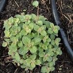 Nepeta × faassenii Habitus