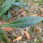 Hieracium sabaudum Leaf