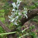 Ornithogalum boucheanum Λουλούδι