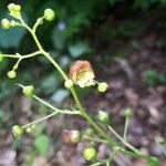 Scrophularia alpestris Kvet