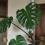 Monstera deliciosa Leaf