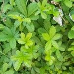 Potentilla anglica Leaf