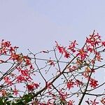 Ceiba speciosaFlower