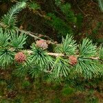 Larix kaempferi पत्ता