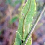 Reichardia intermedia Leaf