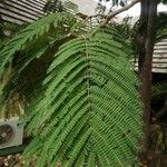 Colvillea racemosa Leaf