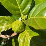 Morinda citrifolia 果實