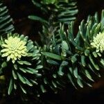 Podocarpus gnidioides Blomma