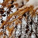 Larix sibirica Frucht
