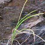 Isoetes durieui Habit