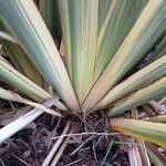 Phormium tenax മറ്റ്